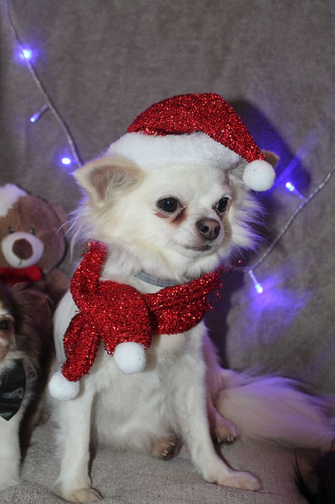 De L'Arche De Lolita - les chichis se préparent pour Noël :)