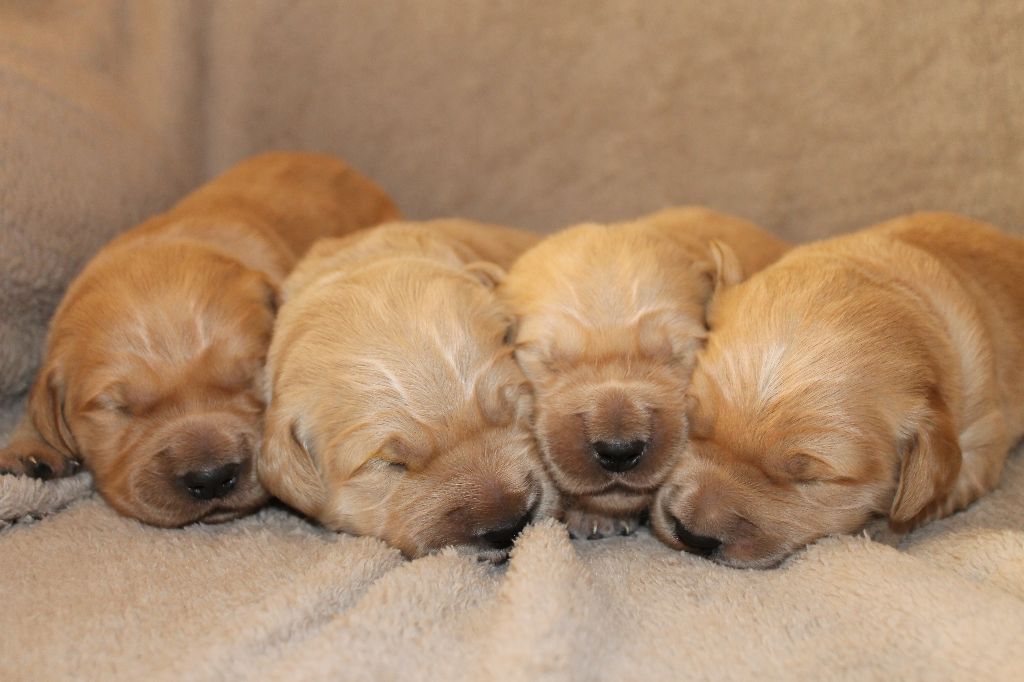 De L'Arche De Lolita - Les bébés ont 8 jours <3