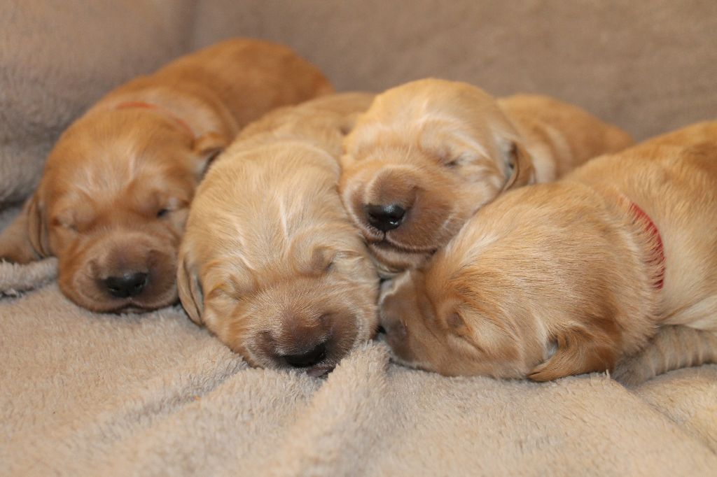 De L'Arche De Lolita - Bientôt des bébés :)