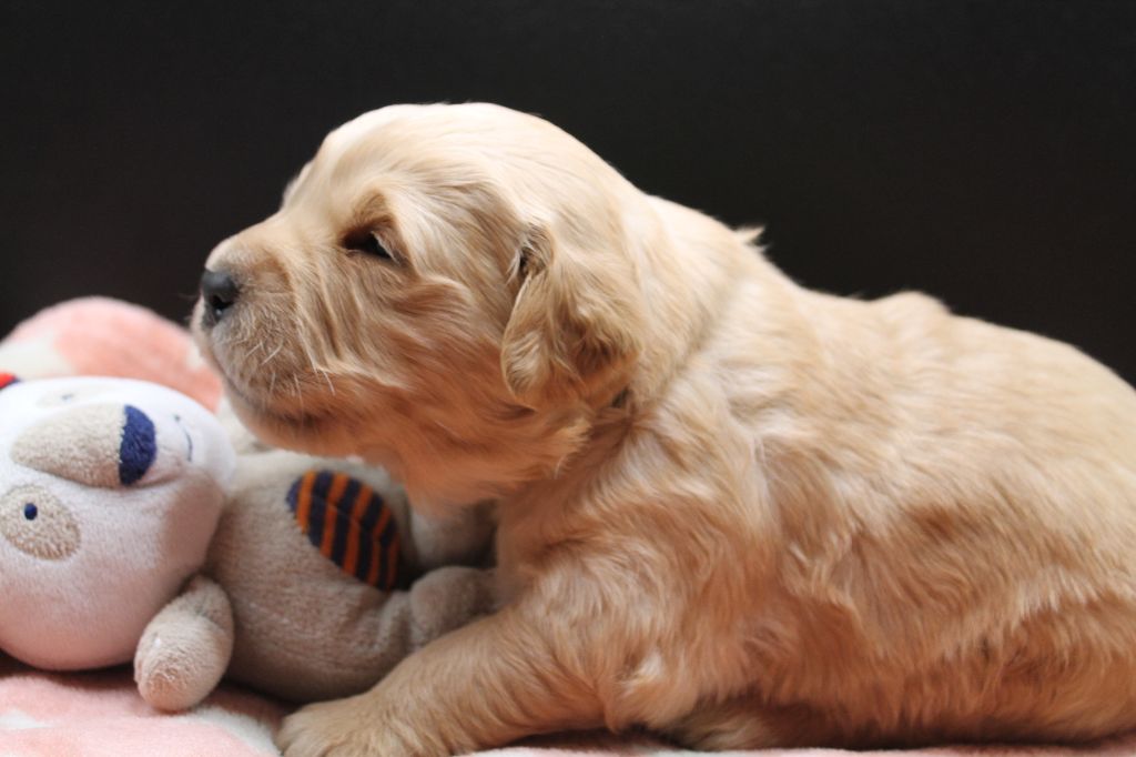 De L'Arche De Lolita - Chiot disponible  - Golden Retriever