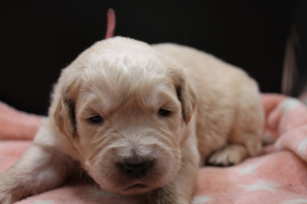 De L'Arche De Lolita - Chiot disponible  - Golden Retriever