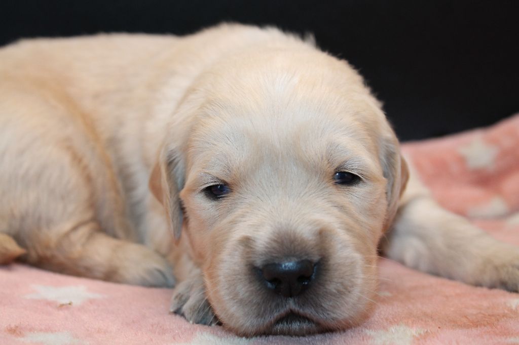 De L'Arche De Lolita - Chiot disponible  - Golden Retriever