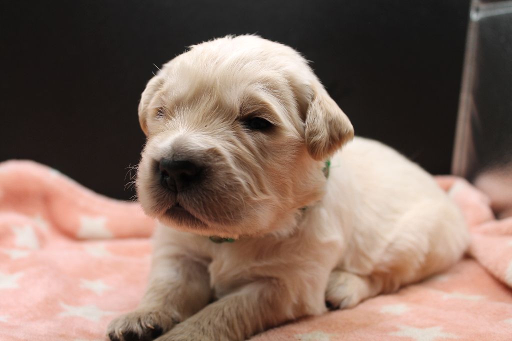 De L'Arche De Lolita - Chiot disponible  - Golden Retriever