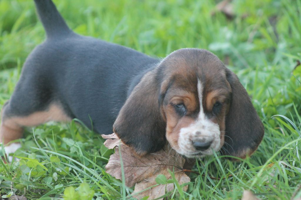 De L'Arche De Lolita - Chiot disponible  - Basset Hound