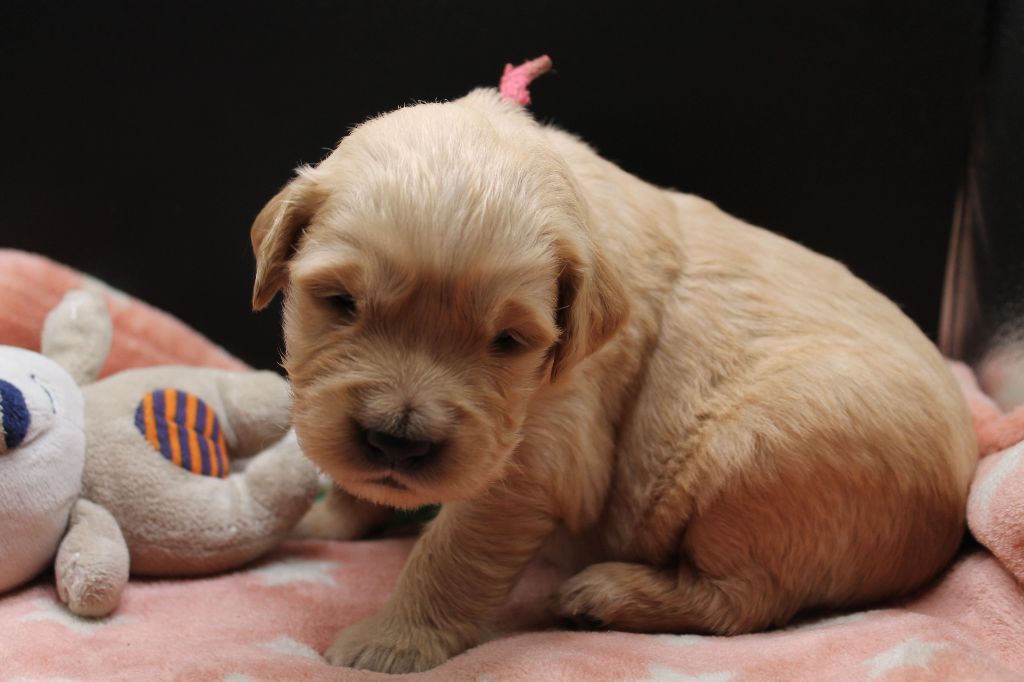 De L'Arche De Lolita - Chiot disponible  - Golden Retriever