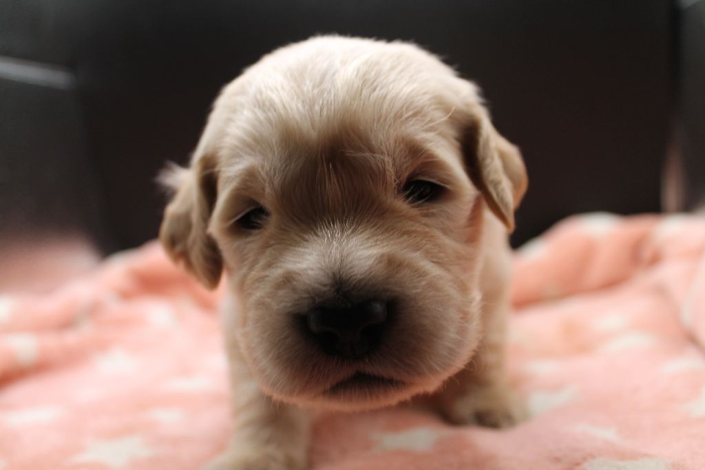 De L'Arche De Lolita - Chiot disponible  - Golden Retriever