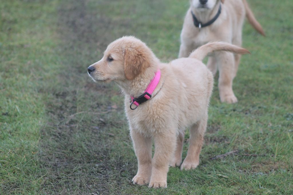 De L'Arche De Lolita - Chiot disponible  - Golden Retriever