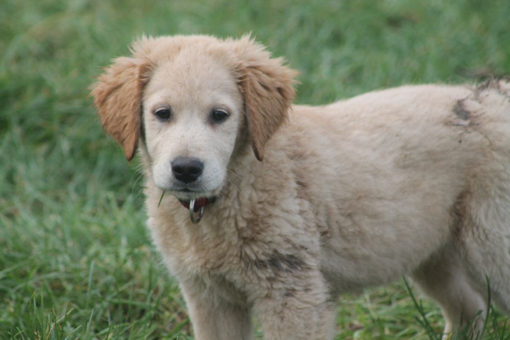 De L'Arche De Lolita - Chiot disponible  - Golden Retriever