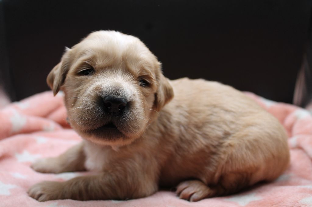 De L'Arche De Lolita - Chiot disponible  - Golden Retriever