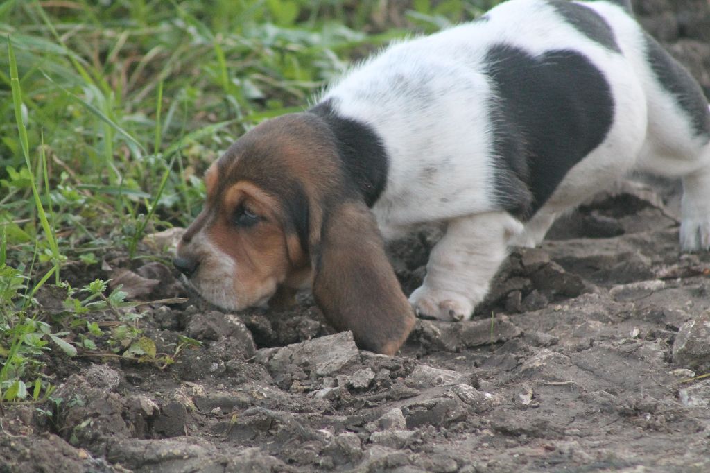 De L'Arche De Lolita - Chiot disponible  - Basset Hound