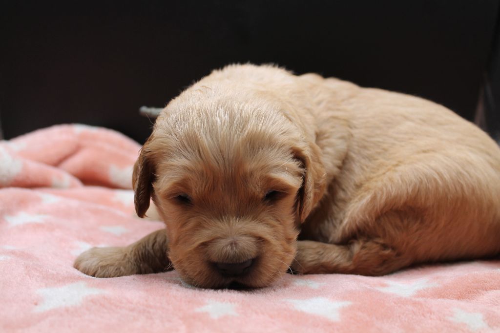 De L'Arche De Lolita - Chiot disponible  - Golden Retriever