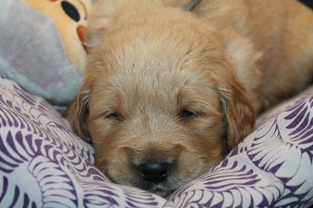 De L'Arche De Lolita - Chiot disponible  - Golden Retriever