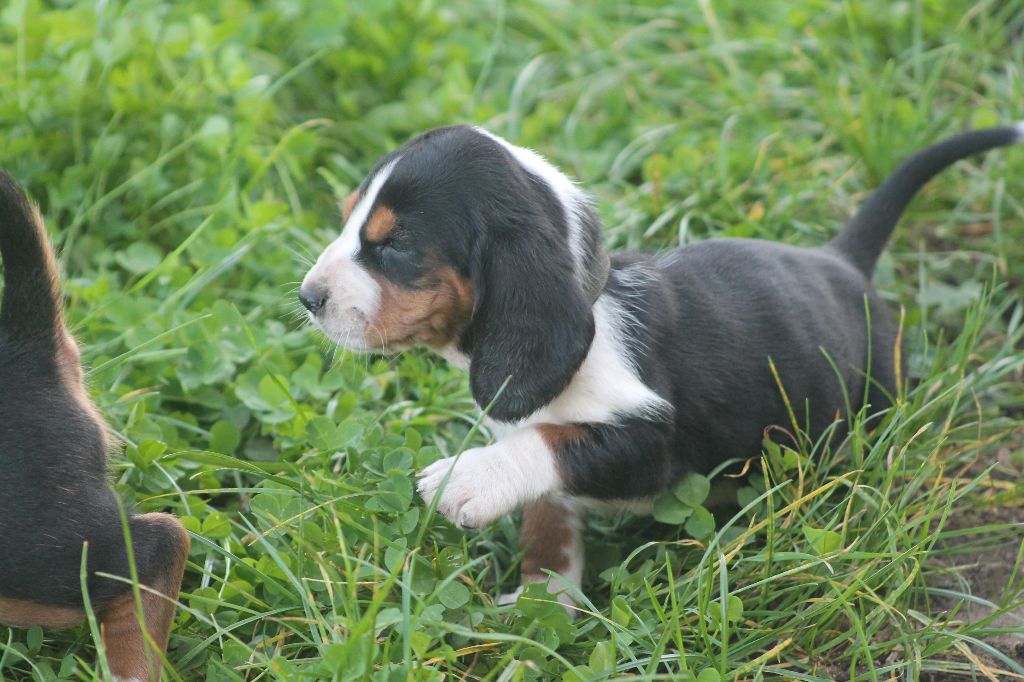 De L'Arche De Lolita - Chiot disponible  - Basset Hound