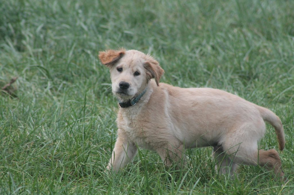 De L'Arche De Lolita - Chiot disponible  - Golden Retriever