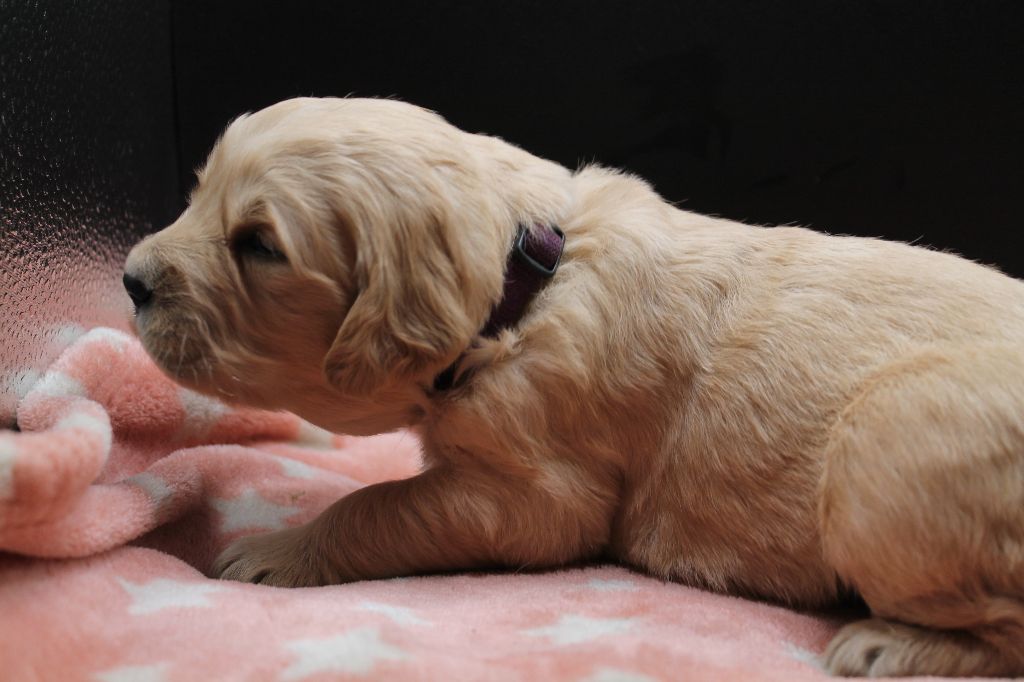 De L'Arche De Lolita - Chiot disponible  - Golden Retriever