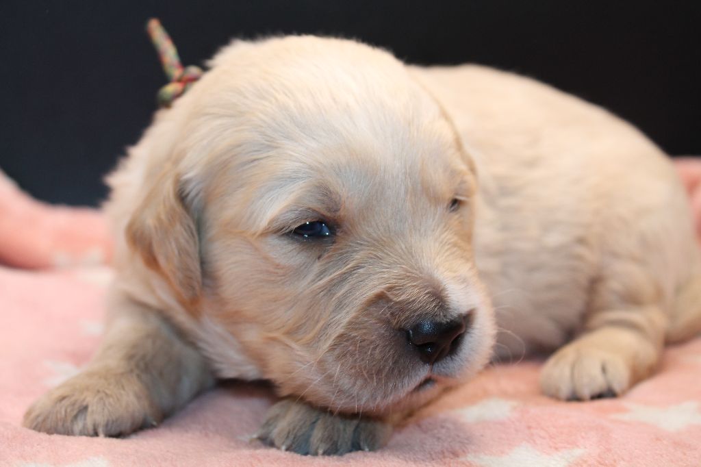 De L'Arche De Lolita - Chiot disponible  - Golden Retriever