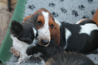 De L'Arche De Lolita - Basset Hound - Portée née le 04/06/2022