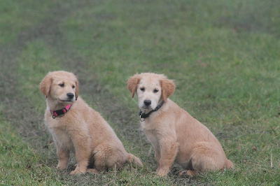 De L'Arche De Lolita - Golden Retriever - Portée née le 08/09/2024