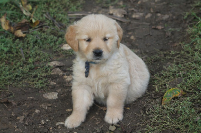 De L'Arche De Lolita - Golden Retriever - Portée née le 05/08/2024