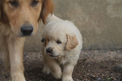 De L'Arche De Lolita - Golden Retriever - Portée née le 10/06/2024