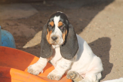 De L'Arche De Lolita - Basset Hound - Portée née le 20/09/2024