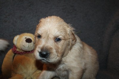 De L'Arche De Lolita - Golden Retriever - Portée née le 18/01/2022