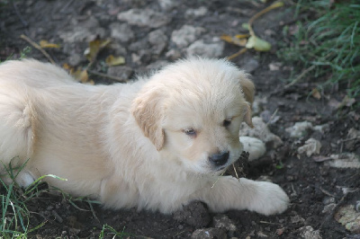 De L'Arche De Lolita - Golden Retriever - Portée née le 05/08/2024