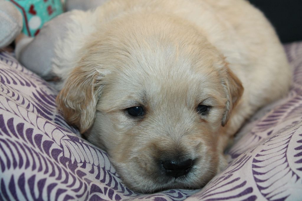 De L'Arche De Lolita - Chiot disponible  - Golden Retriever