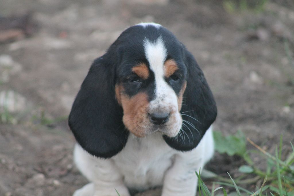 De L'Arche De Lolita - Chiot disponible  - Basset Hound