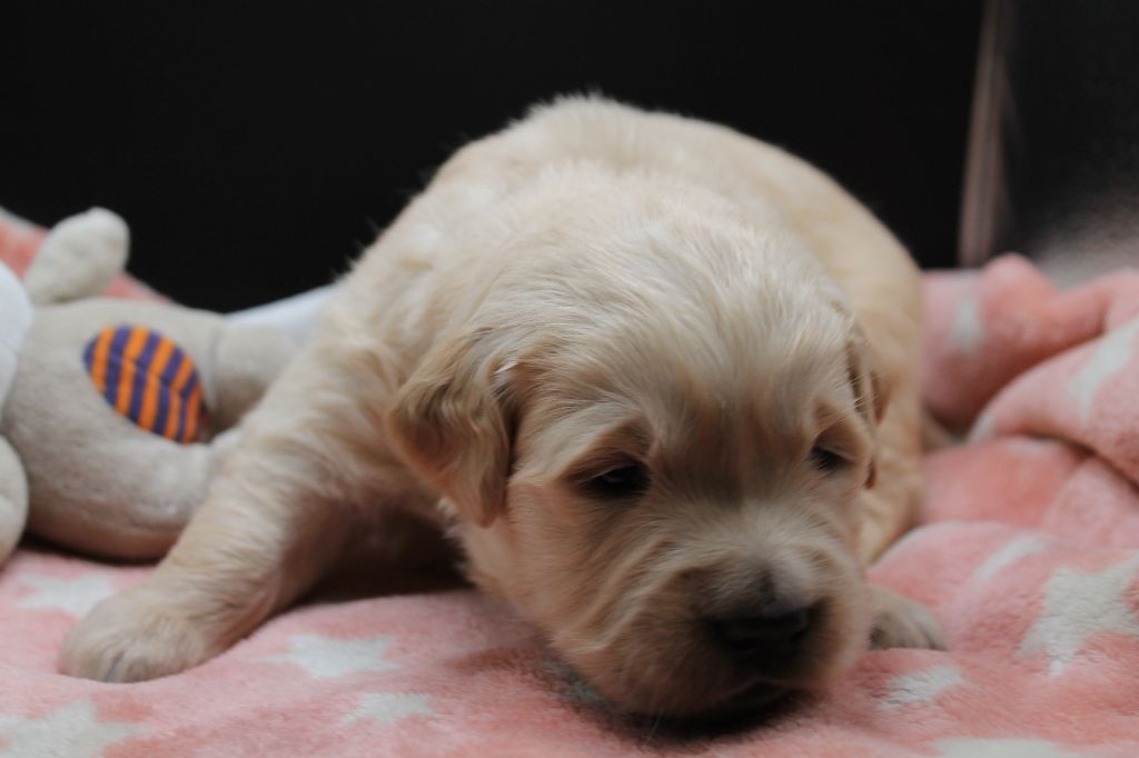 De L'Arche De Lolita - Chiot disponible  - Golden Retriever