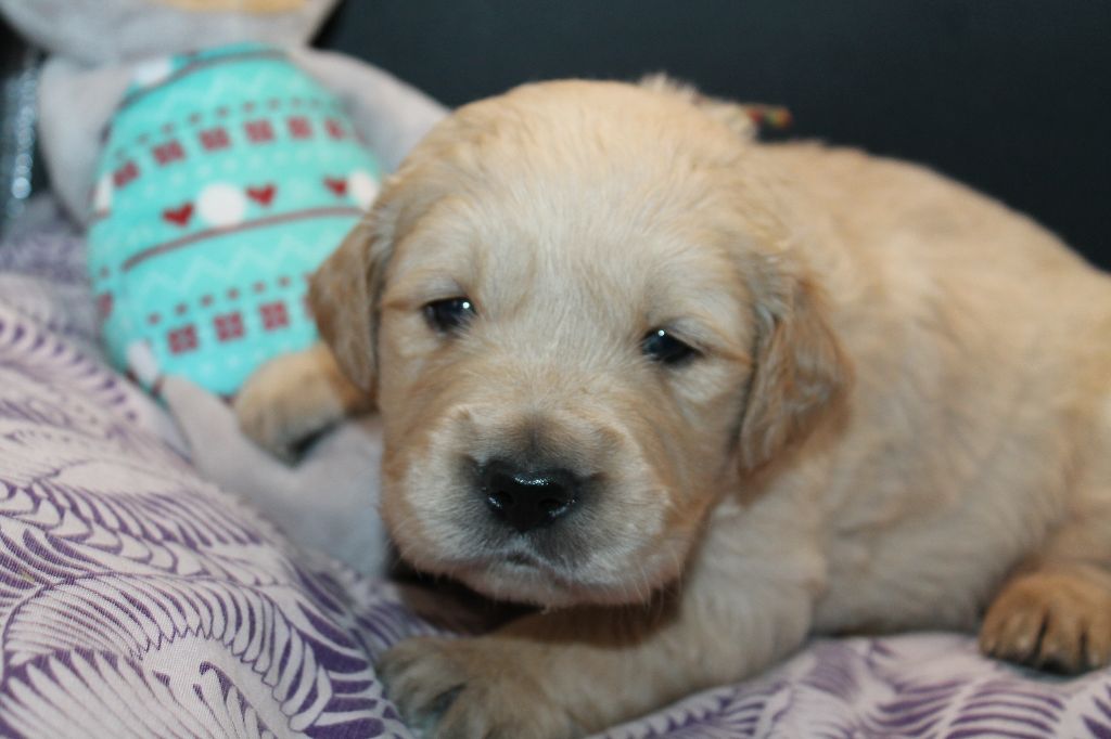 De L'Arche De Lolita - Chiot disponible  - Golden Retriever