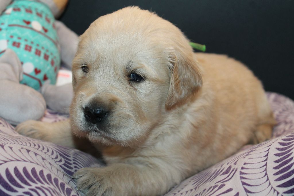 De L'Arche De Lolita - Chiot disponible  - Golden Retriever