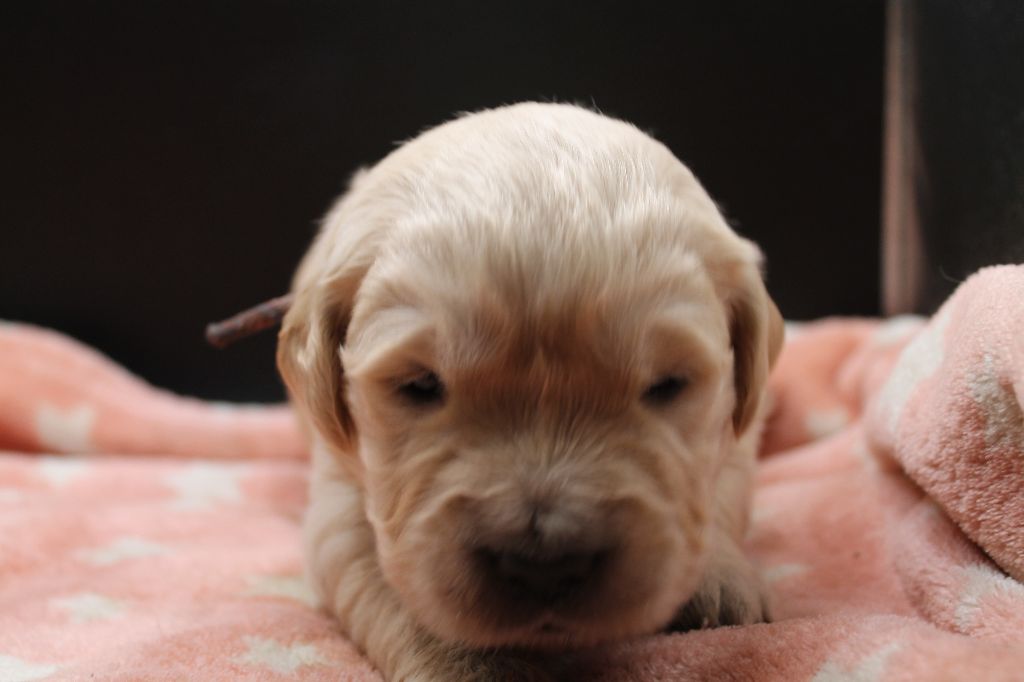 De L'Arche De Lolita - Chiot disponible  - Golden Retriever