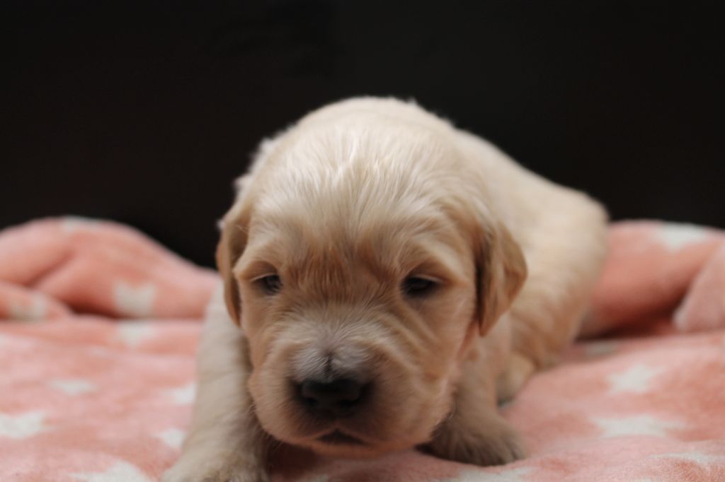 De L'Arche De Lolita - Chiot disponible  - Golden Retriever