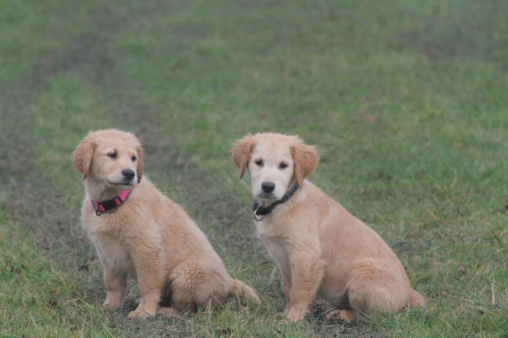 De L'Arche De Lolita - Chiot disponible  - Golden Retriever