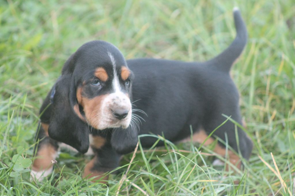 De L'Arche De Lolita - Chiot disponible  - Basset Hound