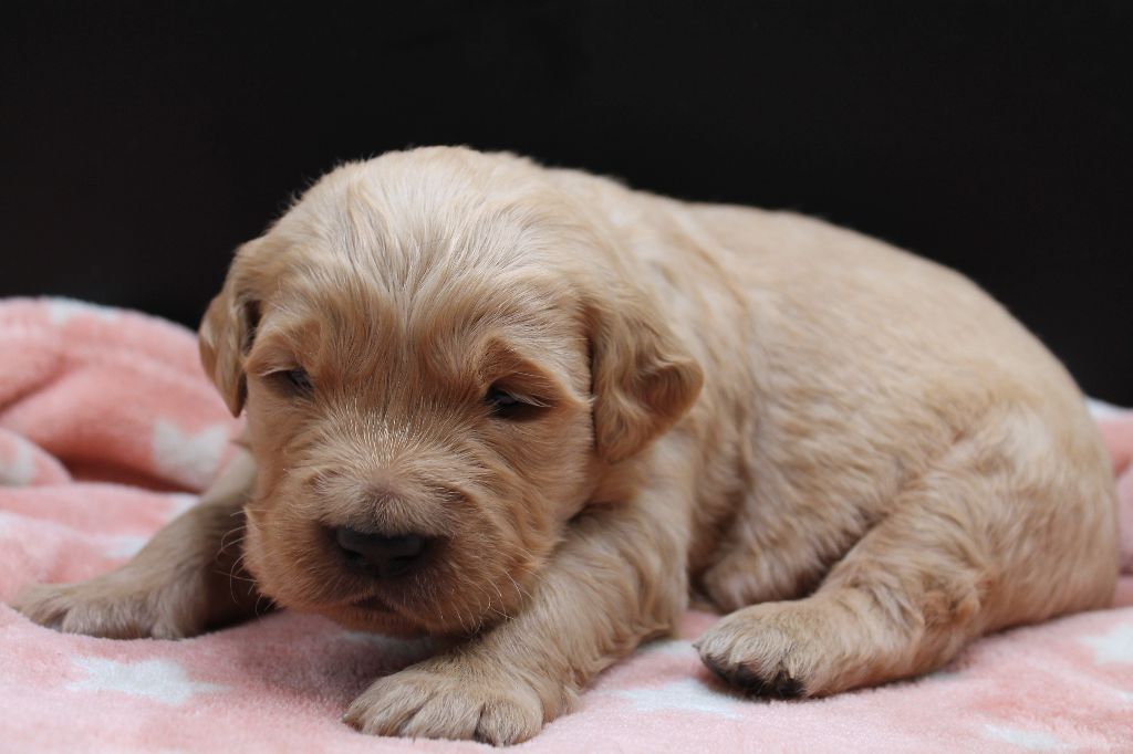 De L'Arche De Lolita - Chiot disponible  - Golden Retriever