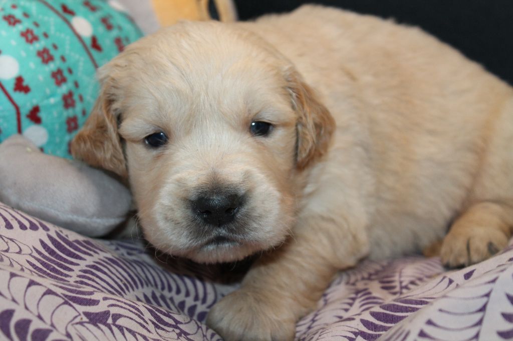 De L'Arche De Lolita - Chiot disponible  - Golden Retriever