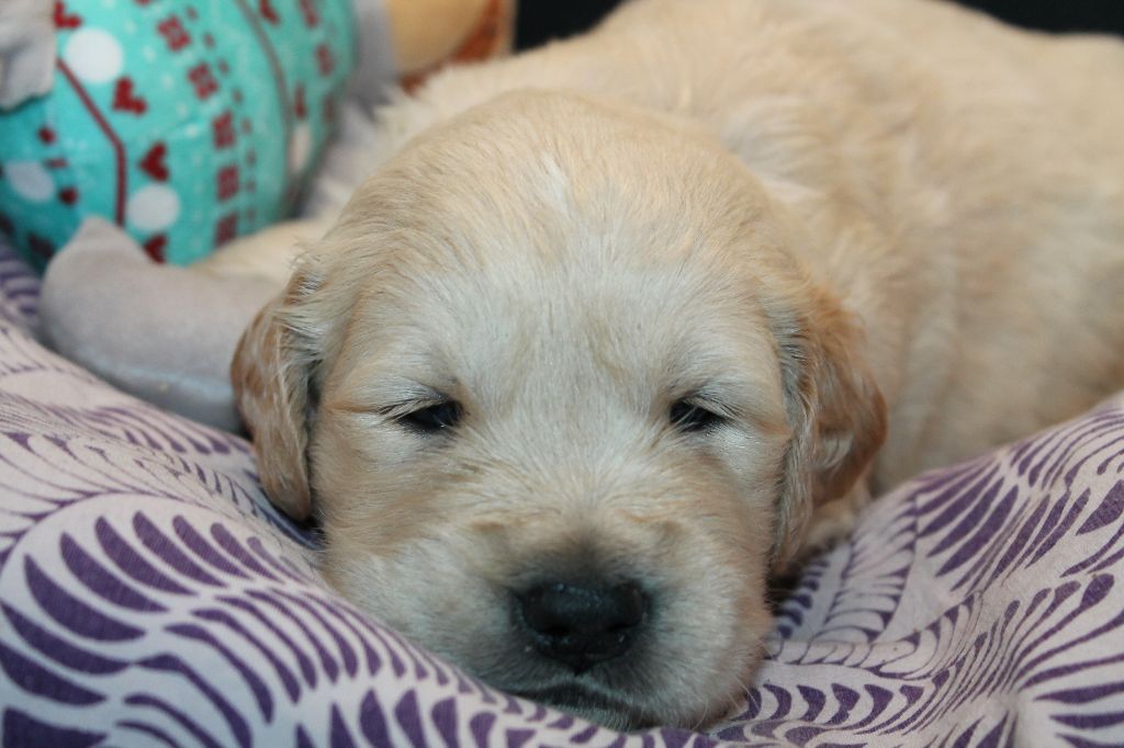 De L'Arche De Lolita - Chiot disponible  - Golden Retriever