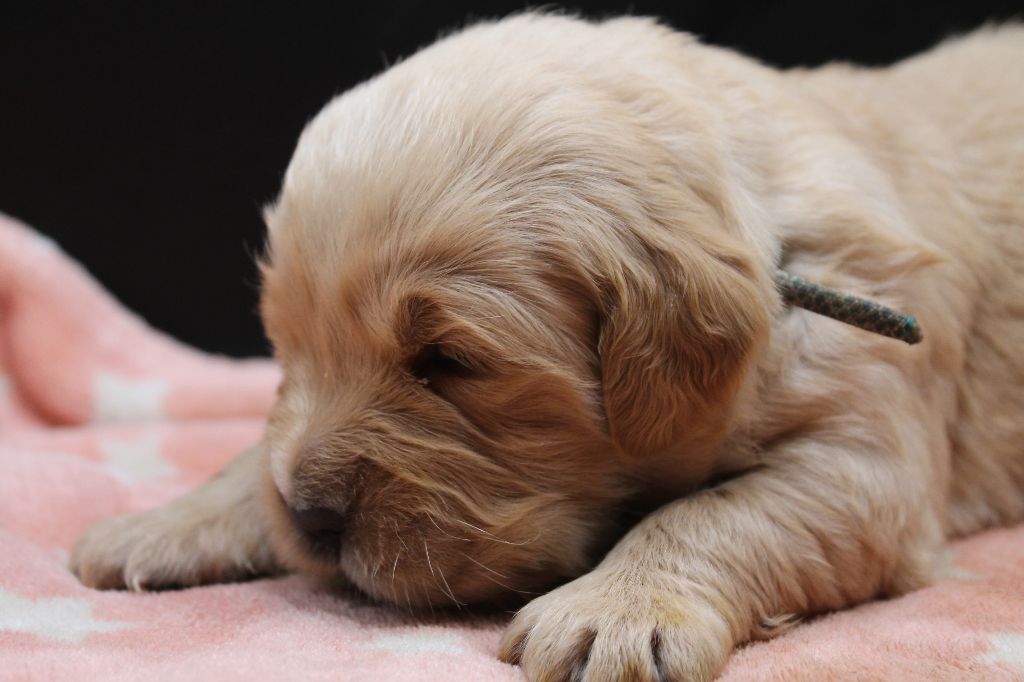 De L'Arche De Lolita - Chiot disponible  - Golden Retriever