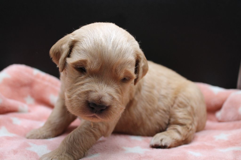 De L'Arche De Lolita - Chiot disponible  - Golden Retriever