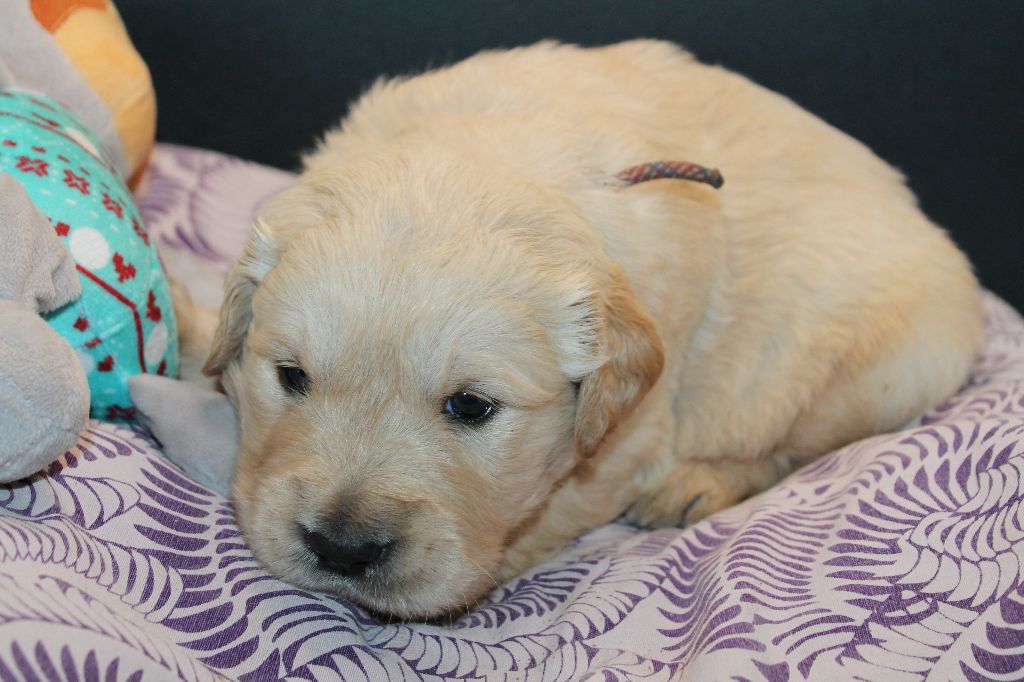 De L'Arche De Lolita - Chiot disponible  - Golden Retriever