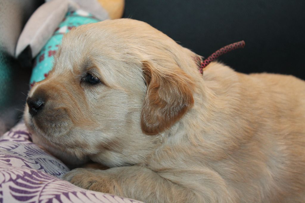 De L'Arche De Lolita - Chiot disponible  - Golden Retriever