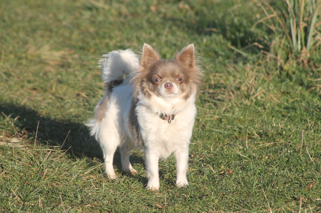 Tiana tiamo My Fair Chi