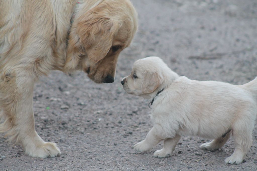 Des bébés Goldens bientôt disponibles