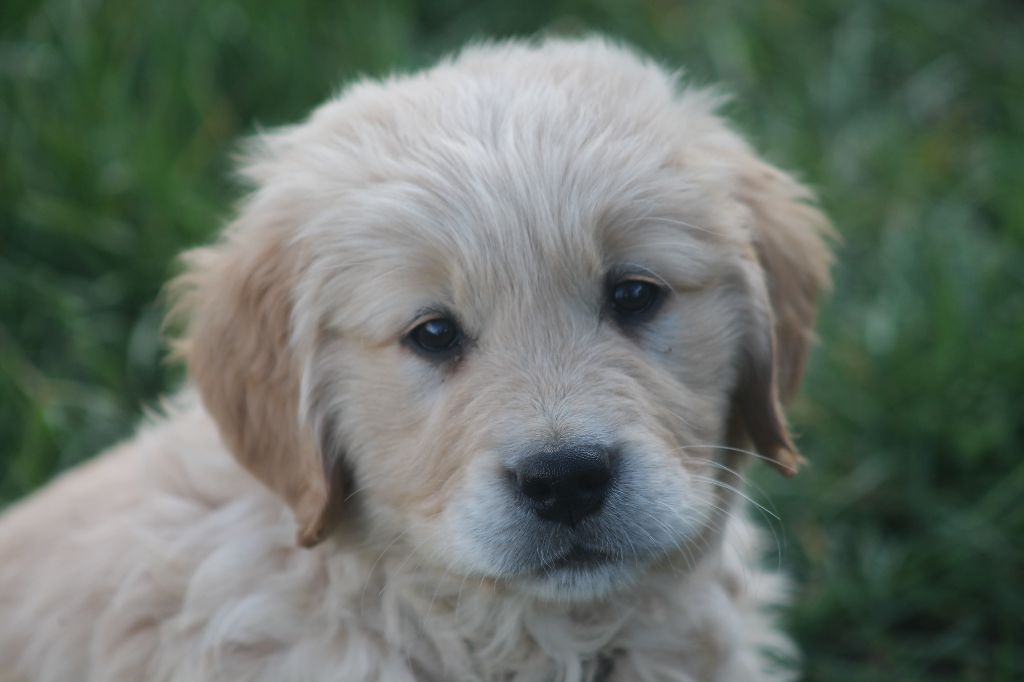 De L'Arche De Lolita - Chiots disponibles - Golden Retriever