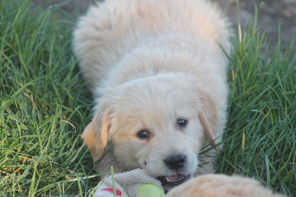 De L'Arche De Lolita - Chiots disponibles - Golden Retriever