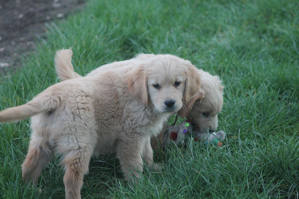 De L'Arche De Lolita - Chiots disponibles - Golden Retriever