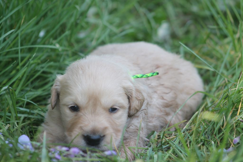 De L'Arche De Lolita - Chiots disponibles - Golden Retriever