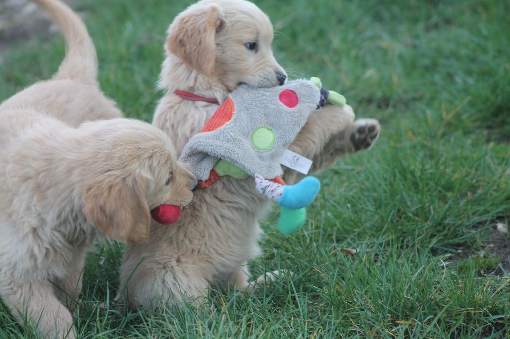 De L'Arche De Lolita - Chiots disponibles - Golden Retriever